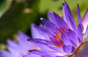 Water-Lilies33